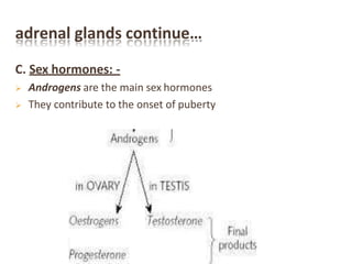 adrenal glands continue…
C. Sex hormones: -
 Androgens are the main sex hormones
 They contribute to the onset of puberty
 