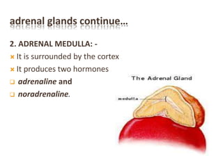 adrenal glands continue…
2. ADRENAL MEDULLA: -
 It is surrounded by the cortex
 It produces two hormones
 adrenaline and
 noradrenaline.
 