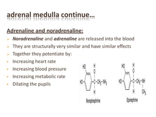adrenal medulla continue…
Adrenaline and noradrenaline:
 Noradrenaline and adrenaline are released into the blood
 They are structurally very similar and have similar effects
 Together they potentiate by:
 Increasing heart rate
 Increasing blood pressure
 Increasing metabolic rate
 Dilating the pupils
 