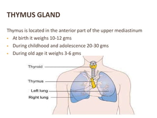 THYMUS GLAND
Thymus is located in the anterior part of the upper mediastinum
 At birth it weighs 10-12 gms
 During childhood and adolescence 20-30 gms
 During old age it weighs 3-6 gms
 