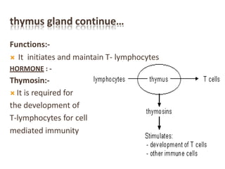 thymus gland continue…
Functions:-
 It initiates and maintain T- lymphocytes
HORMONE : -
Thymosin:-
 It is required for
the development of
T-lymphocytes for cell
mediated immunity
 