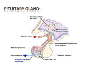 PITUITARY GLAND:
 