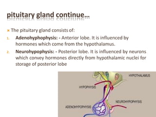 pituitary gland continue…
 The pituitary gland consists of:
1. Adenohyphophysis: - Anterior lobe. It is influenced by
hormones which come from the hypothalamus.
2. Neurohypophysis: - Posterior lobe. It is influenced by neurons
which convey hormones directly from hypothalamic nuclei for
storage of posterior lobe
 