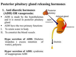 Posterior pituitary gland releasing hormones
1. Anti diuretic hormones
(ADH) OR vasopressin:
 ADH is made by the hypothalamus
and it is stored in posterior pituitary
gland
 ADH have the two primary functions
I. To retain water in body
II. To constrict the blood vessels
Hypo secretion of ADH: Diabetes
insipidus ( excess retention of
water), polyuria
Hyper secretion of ADH: syndrome
of inappropriate ADH
 