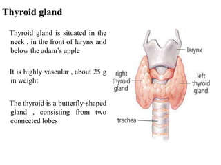 Thyroid gland
Thyroid gland is situated in the
neck , in the front of larynx and
below the adam’s apple
It is highly vascular , about 25 g
in weight
The thyroid is a butterfly-shaped
gland , consisting from two
connected lobes
 