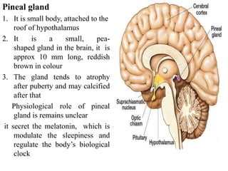 Pineal gland
1. It is small body, attached to the
roof of hypothalamus
2. It is a small, pea-
shaped gland in the brain, it is
approx 10 mm long, reddish
brown in colour
3. The gland tends to atrophy
after puberty and may calcified
after that
Physiological role of pineal
gland is remains unclear
it secret the melatonin, which is
modulate the sleepiness and
regulate the body’s biological
clock
 