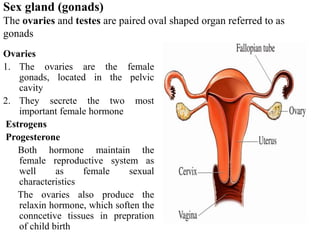 Sex gland (gonads)
The ovaries and testes are paired oval shaped organ referred to as
gonads
Ovaries
1. The ovaries are the female
gonads, located in the pelvic
cavity
2. They secrete the two most
important female hormone
Estrogens
Progesterone
Both hormone maintain the
female reproductive system as
well as female sexual
characteristics
The ovaries also produce the
relaxin hormone, which soften the
conncetive tissues in prepration
of child birth
 