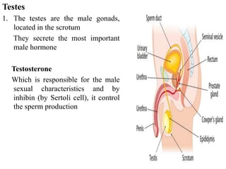 Testes
1. The testes are the male gonads,
located in the scrotum
They secrete the most important
male hormone
Testosterone
Which is responsible for the male
sexual characteristics and by
inhibin (by Sertoli cell), it control
the sperm production
 