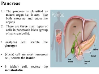 Pancreas
1. The pancreas is classified as
mixed organ i.e. it acts like
both exocrine and endocrine
organs
2. There are three main types of
cells in pancreatic islets (group
of pancreas cells):
• α(alpha) cell, secrete the
glucagon
• β(beta) cell are most numerous
cell, secrete the insulin
• δ (delta) cell, secrete the
somatostatin
 