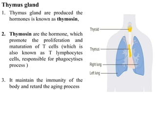 Thymus gland
1. Thymus gland are produced the
hormones is known as thymosin,
2. Thymosin are the hormone, which
promote the proliferation and
maturation of T cells (which is
also known as T lymphocytes
cells, responsible for phagocytises
process )
3. It maintain the immunity of the
body and retard the aging process
 