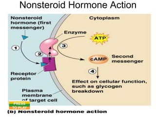 Nonsteroid Hormone Action
NONSTEROID HORMONE ANIMATION
Figure 9.1b
PRESS
TO PLAY
 