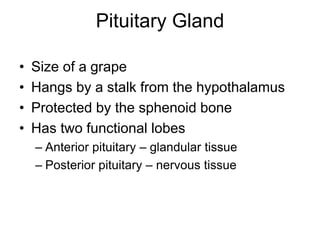 Pituitary Gland
• Size of a grape
• Hangs by a stalk from the hypothalamus
• Protected by the sphenoid bone
• Has two functional lobes
– Anterior pituitary – glandular tissue
– Posterior pituitary – nervous tissue
 