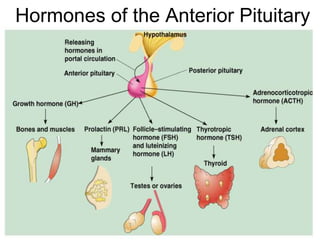 Hormones of the Anterior Pituitary
Figure 9.4
 