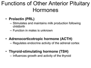 Functions of Other Anterior Pituitary
Hormones
• Prolactin (PRL)
– Stimulates and maintains milk production following
childbirth
– Function in males is unknown
• Adrenocorticotropic hormone (ACTH)
– Regulates endocrine activity of the adrenal cortex
• Thyroid-stimulating hormone (TSH)
– Influences growth and activity of the thyroid
 