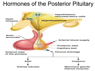 Hormones of the Posterior Pituitary
Figure 9.5
 