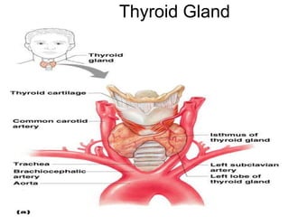 Thyroid Gland
Figure 9.6
 