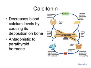 Calcitonin
• Decreases blood
calcium levels by
causing its
deposition on bone
• Antagonistic to
parathyroid
hormone
Figure 9.9
 