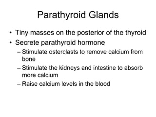 Parathyroid Glands
• Tiny masses on the posterior of the thyroid
• Secrete parathyroid hormone
– Stimulate osterclasts to remove calcium from
bone
– Stimulate the kidneys and intestine to absorb
more calcium
– Raise calcium levels in the blood
 