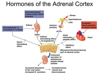 Hormones of the Adrenal Cortex
Figure 9.10
 
