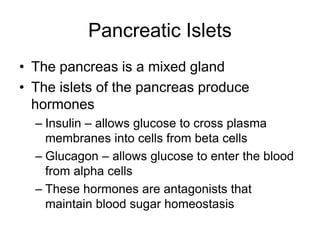 Pancreatic Islets
• The pancreas is a mixed gland
• The islets of the pancreas produce
hormones
– Insulin – allows glucose to cross plasma
membranes into cells from beta cells
– Glucagon – allows glucose to enter the blood
from alpha cells
– These hormones are antagonists that
maintain blood sugar homeostasis
 