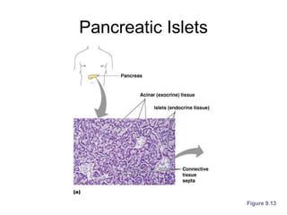 Pancreatic Islets
Figure 9.13
 