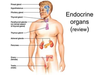 Endocrine
organs
(review)
 