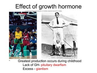 Effect of growth hormone
Greatest production occurs during childhood
Lack of GH- pituitary dwarfism
Excess - giantism
 