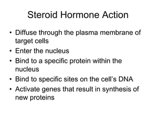 Steroid Hormone Action
• Diffuse through the plasma membrane of
target cells
• Enter the nucleus
• Bind to a specific protein within the
nucleus
• Bind to specific sites on the cell’s DNA
• Activate genes that result in synthesis of
new proteins
 