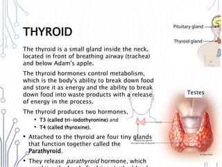 THYROID
The thyroid is a small gland inside the neck,
located in front of breathing airway (trachea)
and below Adam's apple.
The thyroid hormones control metabolism,
which is the body's ability to break down food
and store it as energy and the ability to break
down food into waste products with a release
of energy in the process.
The thyroid produces two hormones,
• T3 (called tri-iodothyronine) and
• T4 (called thyroxine).
• Attached to the thyroid are four tiny glands
that function together called the
Parathyroid.
• They release parathyroid hormone, which
Testes
 