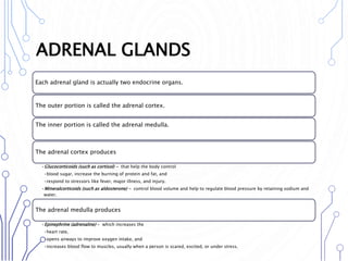 ADRENAL GLANDS
Each adrenal gland is actually two endocrine organs.
The outer portion is called the adrenal cortex.
The inner portion is called the adrenal medulla.
The adrenal cortex produces
•Glucocorticoids (such as cortisol) - that help the body control
•blood sugar, increase the burning of protein and fat, and
•respond to stressors like fever, major illness, and injury.
•Mineralcorticoids (such as aldosterone) - control blood volume and help to regulate blood pressure by retaining sodium and
water.
The adrenal medulla produces
•Epinephrine (adrenaline) - which increases the
•heart rate,
•opens airways to improve oxygen intake, and
•increases blood flow to muscles, usually when a person is scared, excited, or under stress.
 