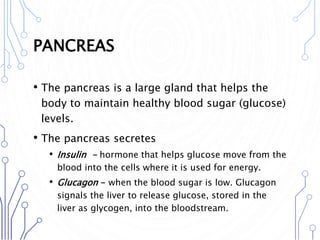 PANCREAS
• The pancreas is a large gland that helps the
body to maintain healthy blood sugar (glucose)
levels.
• The pancreas secretes
• Insulin - hormone that helps glucose move from the
blood into the cells where it is used for energy.
• Glucagon - when the blood sugar is low. Glucagon
signals the liver to release glucose, stored in the
liver as glycogen, into the bloodstream.
 