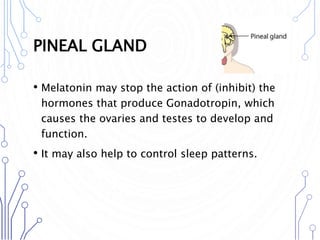 PINEAL GLAND
• Melatonin may stop the action of (inhibit) the
hormones that produce Gonadotropin, which
causes the ovaries and testes to develop and
function.
• It may also help to control sleep patterns.
 