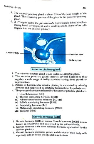 Endocrine System.pdf