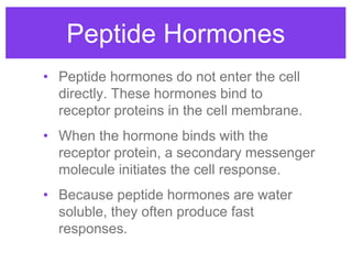 Peptide Hormones
• Peptide hormones do not enter the cell
directly. These hormones bind to
receptor proteins in the cell m...