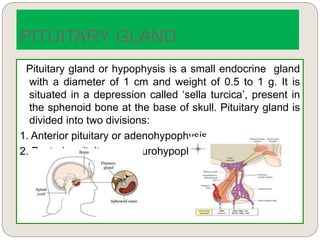PITUITARY GLAND
Pituitary gland or hypophysis is a small endocrine gland
with a diameter of 1 cm and weight of 0.5 to 1 g. It is
situated in a depression called ‘sella turcica’, present in
the sphenoid bone at the base of skull. Pituitary gland is
divided into two divisions:
1. Anterior pituitary or adenohypophysis
2. Posterior pituitary or neurohypophysis.
 