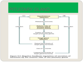 PITUITARY GLAND
 