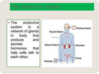 The Endocrine System
 The endocrine
system is a
network of glands
in body that
produce and
secrete
hormones that
help cells talk to
each other.
 