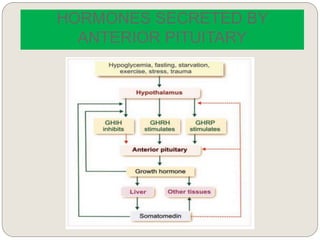 HORMONES SECRETED BY
ANTERIOR PITUITARY
 