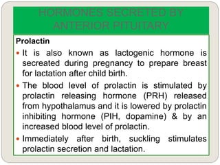 HORMONES SECRETED BY
ANTERIOR PITUITARY
Prolactin
 It is also known as lactogenic hormone is
secreated during pregnancy to prepare breast
for lactation after child birth.
 The blood level of prolactin is stimulated by
prolactin releasing hormone (PRH) released
from hypothalamus and it is lowered by prolactin
inhibiting hormone (PIH, dopamine) & by an
increased blood level of prolactin.
 Immediately after birth, suckling stimulates
prolactin secretion and lactation.
 