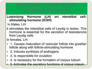 HORMONES SECRETED BY
ANTERIOR PITUITARY
Luteinizing Hormone (LH) ori nterstitial cell-
stimulating hormone (ICSH)
In Males, LH:
it stimulates the interstitial cells of Leydig in testes. This
hormone is essential for the secretion of testosterone
from Leydig cells
In females, LH:
 1. Causes maturation of vesicular follicle into graafian
follicle along with follicle-stimulating hormone
 2. Induces synthesis of androgens
 3. Is responsible for ovulation
 4. Is necessary for the formation of corpus luteum
 5. Activates the secretory functions of corpus luteum.
 