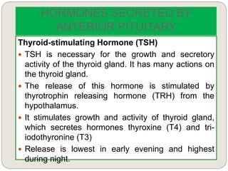 HORMONES SECRETED BY
ANTERIOR PITUITARY
Thyroid-stimulating Hormone (TSH)
 TSH is necessary for the growth and secretory
activity of the thyroid gland. It has many actions on
the thyroid gland.
 The release of this hormone is stimulated by
thyrotrophin releasing hormone (TRH) from the
hypothalamus.
 It stimulates growth and activity of thyroid gland,
which secretes hormones thyroxine (T4) and tri-
iodothyronine (T3)
 Release is lowest in early evening and highest
during night.
 