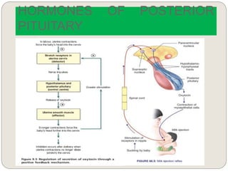 HORMONES OF POSTERIOR
PITUITARY
 