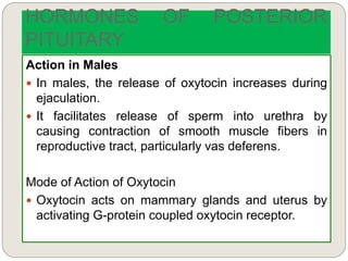 HORMONES OF POSTERIOR
PITUITARY
Action in Males
 In males, the release of oxytocin increases during
ejaculation.
 It facilitates release of sperm into urethra by
causing contraction of smooth muscle fibers in
reproductive tract, particularly vas deferens.
Mode of Action of Oxytocin
 Oxytocin acts on mammary glands and uterus by
activating G-protein coupled oxytocin receptor.
 