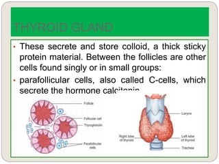 • These secrete and store colloid, a thick sticky
protein material. Between the follicles are other
cells found singly or in small groups:
• parafollicular cells, also called C-cells, which
secrete the hormone calcitonin.
THYROID GLAND
 