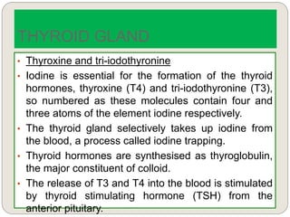 • Thyroxine and tri-iodothyronine
• Iodine is essential for the formation of the thyroid
hormones, thyroxine (T4) and tri-iodothyronine (T3),
so numbered as these molecules contain four and
three atoms of the element iodine respectively.
• The thyroid gland selectively takes up iodine from
the blood, a process called iodine trapping.
• Thyroid hormones are synthesised as thyroglobulin,
the major constituent of colloid.
• The release of T3 and T4 into the blood is stimulated
by thyroid stimulating hormone (TSH) from the
anterior pituitary.
THYROID GLAND
 