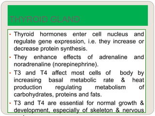 • Thyroid hormones enter cell nucleus and
regulate gene expression, i.e. they increase or
decrease protein synthesis.
• They enhance effects of adrenaline and
noradrenaline (norepinephrine).
• T3 and T4 affect most cells of body by
increasing basal metabolic rate & heat
production regulating metabolism of
carbohydrates, proteins and fats.
• T3 and T4 are essential for normal growth &
development, especially of skeleton & nervous
THYROID GLAND
 