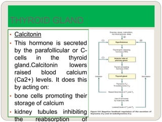 • Calcitonin
• This hormone is secreted
by the parafollicular or C-
cells in the thyroid
gland.Calcitonin lowers
raised blood calcium
(Ca2+) levels. It does this
by acting on:
• bone cells promoting their
storage of calcium
• kidney tubules inhibiting
the reabsorption of
THYROID GLAND
 