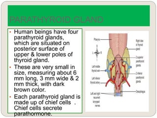 • Human beings have four
parathyroid glands,
which are situated on
posterior surface of
upper & lower poles of
thyroid gland.
• These are very small in
size, measuring about 6
mm long, 3 mm wide & 2
mm thick, with dark
brown color.
• Each parathyroid gland is
made up of chief cells .
Chief cells secrete
parathormone.
PARATHYROID GLAND
 