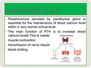 • Parathormone secreted by parathyroid gland is
essential for the maintenance of blood calcium level
within a very narrow critical level.
• The main function of PTH is to increase blood
calcium levels.This is needed for:
• muscle contraction
• transmission of nerve impulses
• blood clotting
PARATHYROID GLAND
 