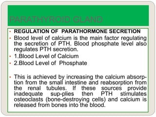 • REGULATION OF PARATHORMONE SECRETION
• Blood level of calcium is the main factor regulating
the secretion of PTH. Blood phosphate level also
regulates PTH secretion.
• 1.Blood Level of Calcium
• 2.Blood Level of Phosphate
• This is achieved by increasing the calcium absorp-
tion from the small intestine and reabsorption from
the renal tubules. If these sources provide
inadequate sup-plies then PTH stimulates
osteoclasts (bone-destroying cells) and calcium is
released from bones into the blood.
PARATHYROID GLAND
 